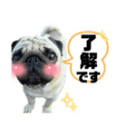うちの子てんちゃん！（個別スタンプ：9）