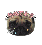 うちの子てんちゃん！（個別スタンプ：30）