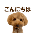 トイプードル チロル 2（個別スタンプ：1）