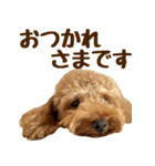 トイプードル チロル 2（個別スタンプ：3）