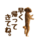 トイプードル チロル 2（個別スタンプ：9）