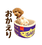トイプードル チロル 2（個別スタンプ：10）