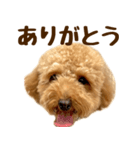 トイプードル チロル 2（個別スタンプ：13）