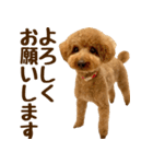 トイプードル チロル 2（個別スタンプ：16）