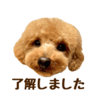 トイプードル チロル 2（個別スタンプ：23）