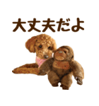 トイプードル チロル 2（個別スタンプ：24）