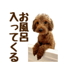 トイプードル チロル 2（個別スタンプ：25）