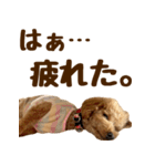 トイプードル チロル 2（個別スタンプ：26）