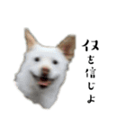 紀州犬の伝言（個別スタンプ：1）