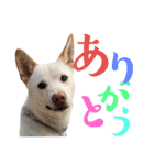 紀州犬の伝言（個別スタンプ：2）