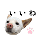 紀州犬の伝言（個別スタンプ：3）