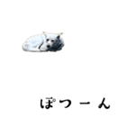 紀州犬の伝言（個別スタンプ：4）