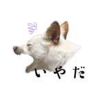 紀州犬の伝言（個別スタンプ：5）