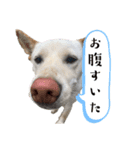 紀州犬の伝言（個別スタンプ：6）