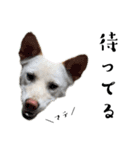 紀州犬の伝言（個別スタンプ：7）