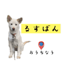 紀州犬の伝言（個別スタンプ：8）