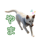 紀州犬の伝言（個別スタンプ：9）