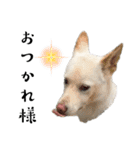 紀州犬の伝言（個別スタンプ：10）