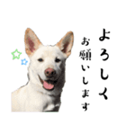 紀州犬の伝言（個別スタンプ：11）