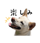 紀州犬の伝言（個別スタンプ：12）