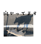 紀州犬の伝言（個別スタンプ：13）