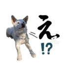 紀州犬の伝言（個別スタンプ：14）