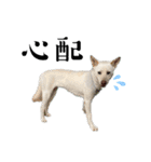 紀州犬の伝言（個別スタンプ：15）