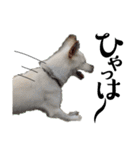 紀州犬の伝言（個別スタンプ：16）