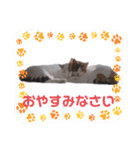 猫のお家（個別スタンプ：13）