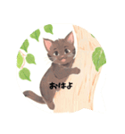 ⭐誰でもOK⭐黒猫⭐使いやすいフレーズ集①（個別スタンプ：5）