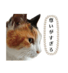 愛しのねこ、いぬ、かめたち（個別スタンプ：5）