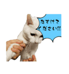 愛しのねこ、いぬ、かめたち（個別スタンプ：11）