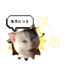 愛しのねこ、いぬ、かめたち（個別スタンプ：21）