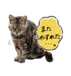 愛しのねこ、いぬ、かめたち（個別スタンプ：28）