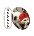 愛しのねこ、いぬ、かめたち（個別スタンプ：29）