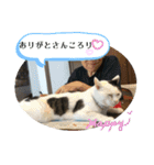 愛しのねこ、いぬ、かめたち（個別スタンプ：30）