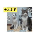 愛しのねこ、いぬ、かめたち（個別スタンプ：36）