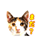 くんくんする猫（個別スタンプ：20）