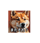 ちょっと生意気な柴犬（個別スタンプ：6）