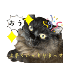 黒猫 ルナ院長155にゃんめ（個別スタンプ：1）