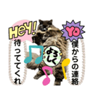 黒猫 ルナ院長155にゃんめ（個別スタンプ：7）