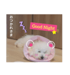 ビションのMint♂よろしく♡（個別スタンプ：6）