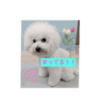 ビションのMint♂よろしく♡（個別スタンプ：7）