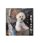 ビションのMint♂よろしく♡（個別スタンプ：10）