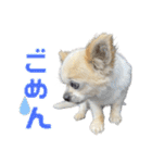 やんちゃ犬の取り敢えずお返事（個別スタンプ：6）