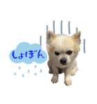 やんちゃ犬の取り敢えずお返事（個別スタンプ：25）