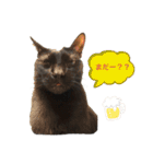 こばねこ01（個別スタンプ：1）
