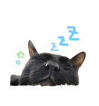 こばねこ01（個別スタンプ：2）