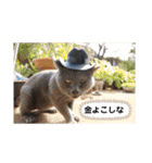 こばねこ01（個別スタンプ：3）