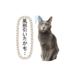 こばねこ01（個別スタンプ：5）